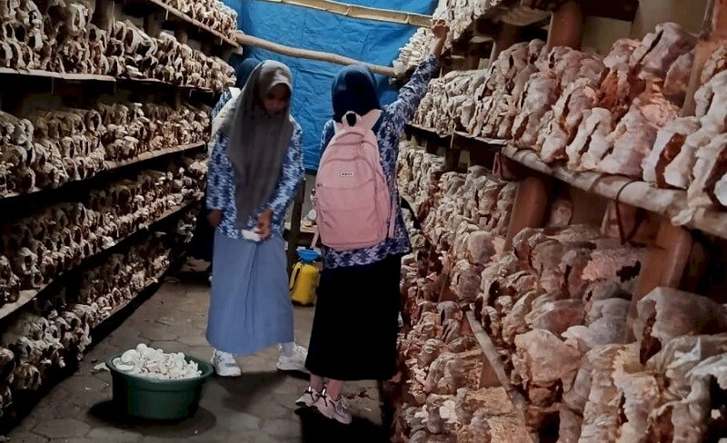 Surakarta Daily | Menyemai Jiwa Wirausaha Siswa dengan Budidaya Jamur Tiram
